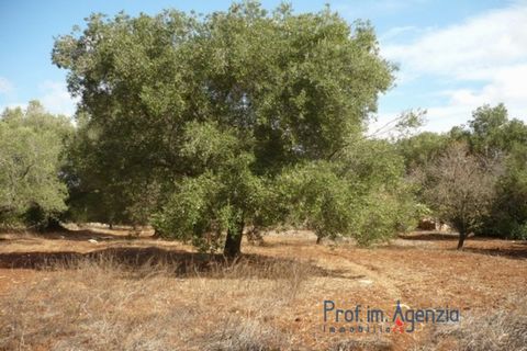 A beautiful land cultivated with old centuries olive grove and almond trees located a quite area a few minutes to the town. In the property there is also a small 3 cones trullo to be renovated with wide stone forecourt. Possibility to a small widened...