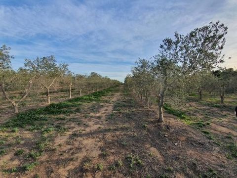 Estate with many possibilities of profitability Land of 85000 m2 with two accesses near the main road and the town of Xerta Crops of 3000 intensive olive trees with well water 30000 liters per hour It has power line warehouse of 18m2 and warehouse fo...