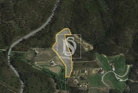 REf: BRAGALIBERDADECM919 Offer not to be missed! Rustic land with 12,000 m² available at Rua Corte da Velha, Arnoia, Celorico de Basto, Braga. A unique opportunity for visionaries and entrepreneurs looking for a large and versatile space. With such a...