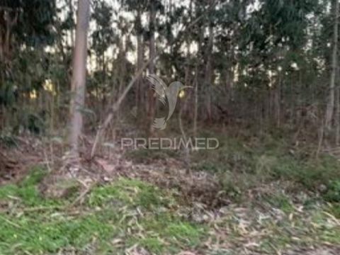 Este terreno rústico, situado na Quinta da Ribeira, em Vilarinho do Bairro, concelho de Anadia, distrito de Aveiro, oferece uma excelente oportunidade para quem procura um espaço em ambiente rural. Com uma área de 3.600m² e duas frentes (10m e 6m), e...