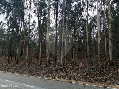 Terreno no lugar da PIPA em Vila Cã   O Terreno tem uma frente de estrada e esta em zona com a qualificação de solo como Espaço Florestal de Produção segundo o PDM de Pombal.                                            