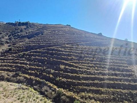 Descubre esta extraordinaria parcela de más de 43.000 metros cuadrados a tan sólo 10 minutos en coche de Torrox Costa. Con un enorme potencial, este amplio terreno es ideal para una amplia gama de usos, tanto si sueña con cultivar su propia plantació...