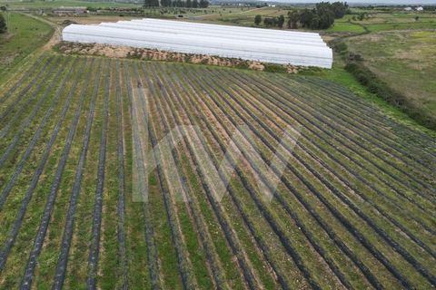 Farm property with 20.2ha with accommodation in full activity and great profitability. Warehouse. Orchards, olive groves and other crops, about 10,000 m2 of Cherry Groves, 50,000 m2 of Blueberries, 10,00m2 of greenhouses, drip irrigation systems thro...