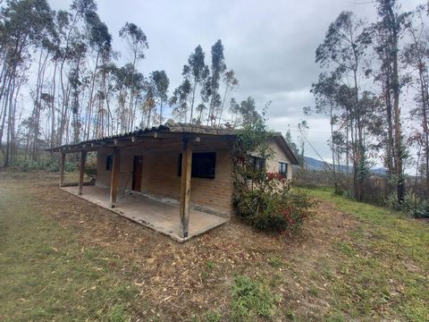 Ik verkoop grond van 5082m2 grond in de sector Gualsaquí, Otavalo. Het grootste deel van het land is vlak en heeft water en elektriciteit, Het heeft een huis van gemengde bouw, 3 slaapkamers en 3 badkamers. De prijs is bespreekbaar Lees minder