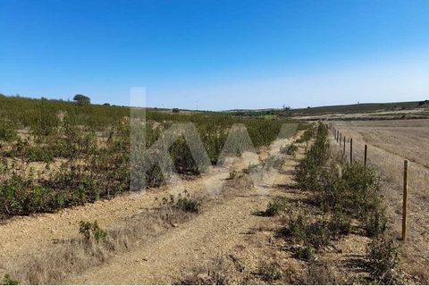 Excellent rustic land with 28312.5sqm, located in the municipality of Mértola on the site in Monte do Rocão, parish of S Miguel do Pinheiro. The land has good access, next to the tar road there is a small dam, next to the land there is a water channe...