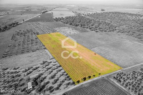 I Courelas dos Aleixo hittar du denna fastighet med 2 675 ha, som kan uppfylla det du letar efter. Den består av två vingårdar, varav 1 338 ha planterades i juli 2018 och resten planterades i april 2021, med olika druvsorter. Därför har fastigheten: ...