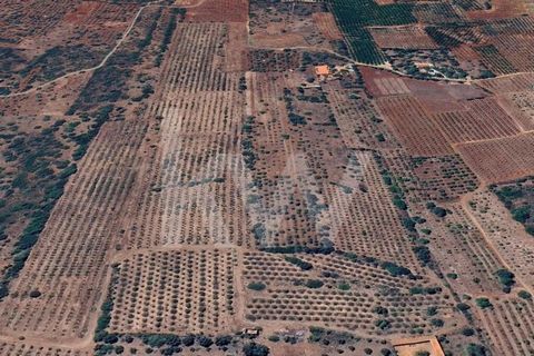 Ensemble de terres certifiées pour la production agricole biologique Profitez de cette opportunité unique d'acquérir cet ensemble de parcelles contiguës, entièrement plates et avec système d'irrigation installé, idéales pour la production biologique ...