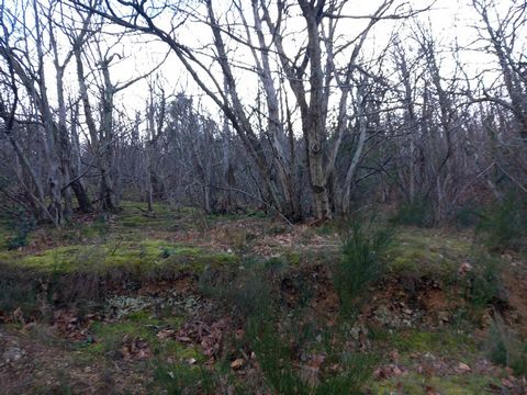 photo no. 9