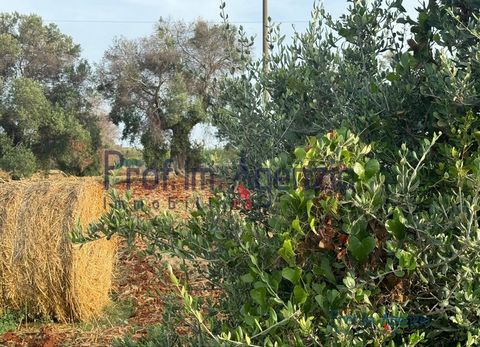 Interesting land for sale in the countryside of Carovigno, not far from the Sanctuary of Belvedere, cultivated with olive trees (there are about 20 olive trees) and orchard, with independent access from an asphalt road. Located about 3 km from Carovi...
