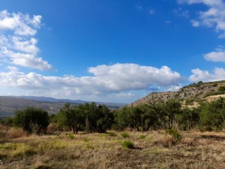 Stavromenos-Sitia Building plot of 8.200m2 with olive trees. The plot has 180 olive trees and has access one part from an agricultural road. There is agricultural water and the electricity is 100meters from the plot. Lastly, it enjoys views to mounta...