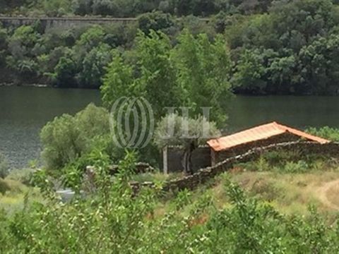Quinta da Veiga is a flat and sunny property, easily accessible and with a 900-metre riverside border along the Douro river. The farm is located on the northern banks of the Douro river, almost 6 km from the riverside village of Barca d'Alva and arou...