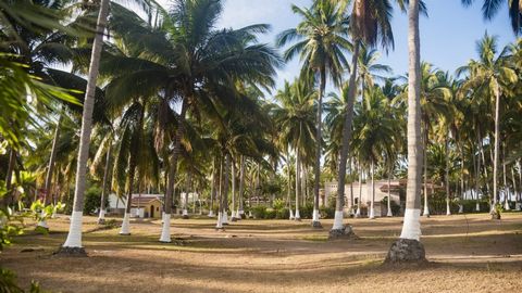Playa Las Tortugas is the perfect place for ecotourism enthusiasts and vacationers that are interested in enjoying a beautiful natural environment. The pace is quiet and slow with no large crowds of people and offers hundreds of hectares of wild coas...