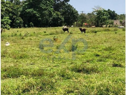 Ferme agricole, adaptée à l’agriculture, à l’urbanisation et à l’élevage. 561 360 mètres carrés (893 tâches). Los Jengibres, Las Gordas, ville de Nagua, prov. María Trinidad Sánchez. Avantages • 18 km de Carretera Nagua-Cabrera • Bordé par la rivière...