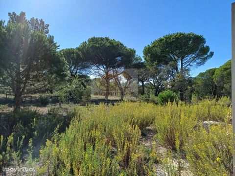 Propriété de 49 hectares située entre Melides et Comporta, à 15 minutes des plages de Pego et Carvalhal, dans une zone privilégiée. Le terrain se compose de pins et de chênes-lièges matures et imposants qui offrent beaucoup d’ombre ainsi que des sous...
