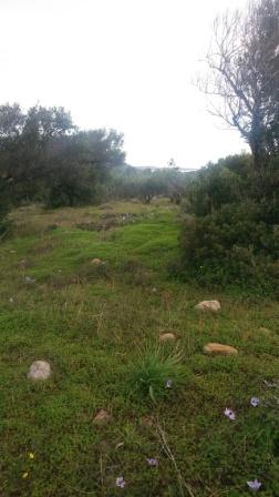 Agkathia Building plot in Agkathia. The plot is 4.030m2 with olive trees. It has very good access and enjoys views to the sea of Chiona, the mountains and the village. Located just 850 meters from the sea. Lastly, the price includes a building permis...