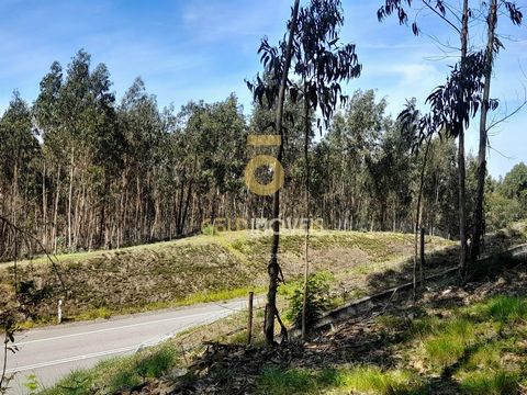 Forest Land in Santa Maria de Sardoura - Castelo de Paiva Forest land with an area of 16,167 m2, next to the highway in Santa Maria de Sardoura Castelo de Paiva. Land with eucalyptus plantation.  It has good access, road front and good sun exposure. ...