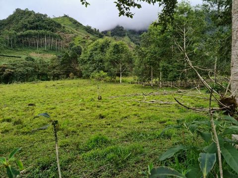 Dit prachtige pand in Intag is gelegen in de sector Santan Rosa, op 1 uur van de stad Cotacachi. De boerderij heeft 144,5 hectare, waarvan het grootste deel vlak is en perfect voor de teelt, in de Santa Rosa-vallei. Het heeft momenteel 20.000 koffiep...