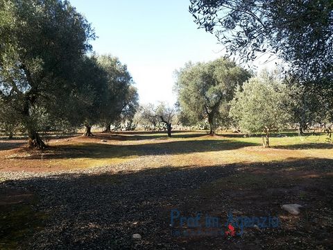 Plot of land with centuries old olive groves in the countryside of Latiano, for sale. Beautiful flat plot of land with beautiful plants , centuries-old olive groves, orchard, sited at just 4 km to San Michele Salentino. Possibility to realise a new c...
