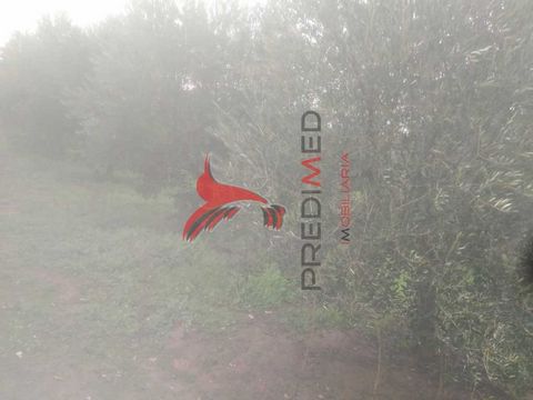 Land with 3 100 m2 of olive grove, with feasibility of building. The terrain has a slight slope, which is facing south, which gives it an excellent luminosity. There are some farms/houses inhabited around, which gives it a semi-urban environment, giv...