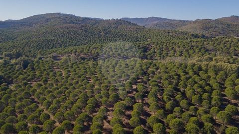 Raco de Baixo ist ein Anwesen mit 53,9 ha Zirben- und Korkeichenwald. Verdichtung und Reinigung im Jahr 2020.  Die Gemeinde Odemira bestätigt die Machbarkeit des Baus eines Bauernhauses bis zu einer Fläche von maximal 500 m2, einer landwirtschaftlich...
