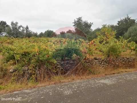 Terrain à la place de Touril à Vila Cã, à côté de la route, avec une grande extension de vignobles, tous entretenus et traités.                                                                                                     