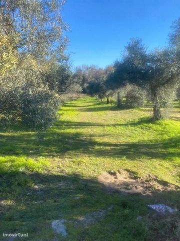 Land with 1500m2 located in Escalos de Cima. Composed of olive grove with water line. An excellent opportunity. Come visit. * Land with 1500m2 located in Escalos de Cima. Composed of olive groves with a water line. An excellent opportunity. Come visi...