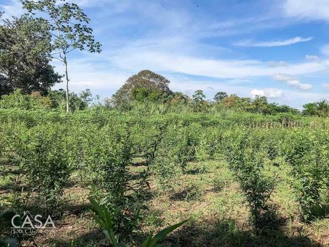 Are you seeking the perfect canvas to build your dream home? Look no further! this flat terrain is located in Guayabal Boqueron, Chiriqui Bocalatún. Scattered throughout the land, you'll find some fruit trees, providing you with the possibility of en...