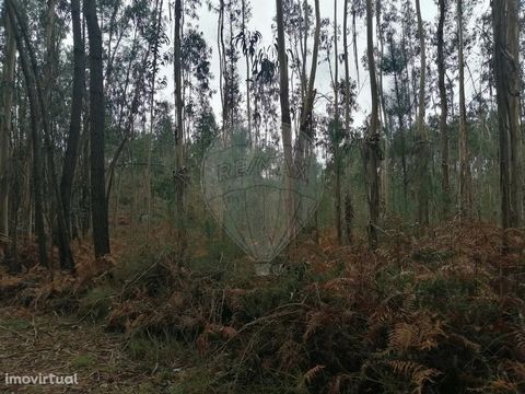 Terreno no lugar da PIPA em Vila Cã   O Terreno tem uma frente de caminho em terra batida e esta em zona com a qualificação de solo como Espaço Florestal de Produção segundo o PDM de Pombal.                                            
