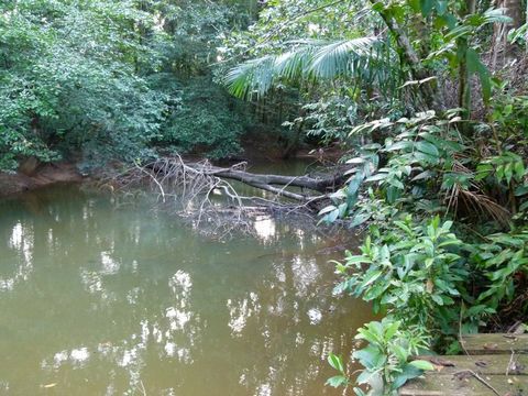 Exceptionnel, commune de Roura, parcelle agricole d'un hectare bord de crique, accès réseaux eau électricité telephone
