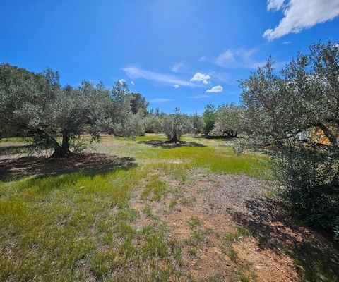 Rustikales Grundstück von 45.344 m2, flach und mit in Produktion befindlichen Olivenbäumen bepflanzt