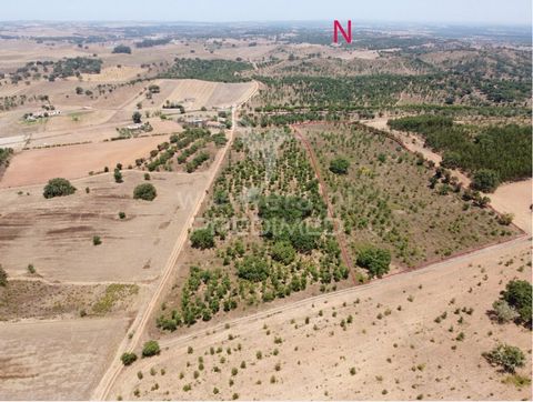 Oportunidade na Costa Alentejana, Portugal. Inserido num dos melhores climas da Europa ou a “nova Califórnia da Europa “, uma oportunidade de fazer um projeto inovador, numa antiga reserva ecológica. Perto do Parque natural da Costa Vicentina. Terren...