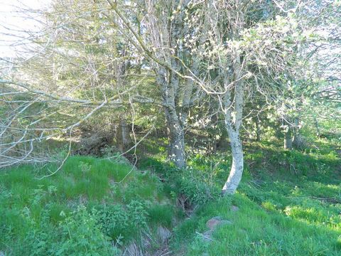 photo no. 9