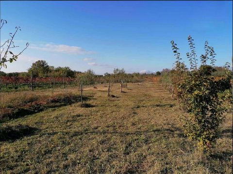 An olive grove with about 20 olive trees located in Kaštelir is for sale. It is planted on a plot of 1216 m2 with a panoramic view of the sea.   For details, please call +385981927301 or send an e-mail to sandro@investa.hr