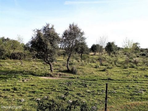 Land with 15.5 ha 10 minutes from Castelo Branco with good views of the city and mountains. With planting of cork oaks, some chestnut and ash trees. Good for agriculture and for grazing animals. * Land with 15.5 ha 10 minutes from Castelo Branco with...