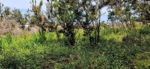 Located in Hoya Manzaneros in Tacoronte, this rustic plot is presented as an open invitation to rediscover the serenity and unaltered beauty of nature. Very close to the Barranco de Las Lajas, this hidden gem is the perfect setting for those looking ...