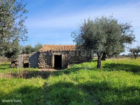 Detached farm with an area of more than 8000m². Location close to Atalaia do Campo. Highlight for the water itself (2 wells and abuts a stream) and for the fertile and cultivated soil (olive trees and vineyards). It also has a stone ruin and dirt acc...