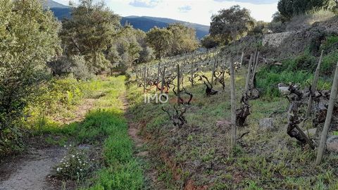 Land composed of arable crops, olive trees, chestnut trees, hazel trees and a small vineyard. It has an area of ??1,825ha. It has a water hole with a large tank for irrigation and water reserve. Quiet location with excellent landscapes. It has adjoin...
