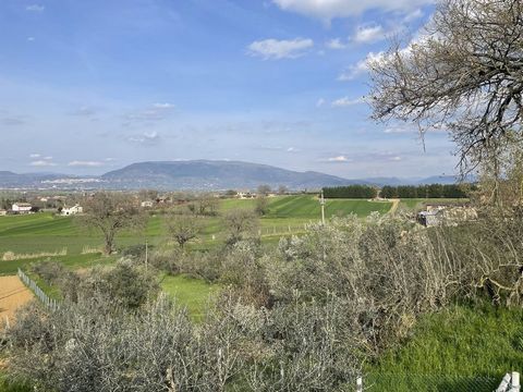 Passage of Bettona, less than 2 kilometers from the center, we offer for sale agricultural land of 4690 square meters in a hilly and panoramic position. Currently in the land with access from the paved road there are non-productive olive trees.