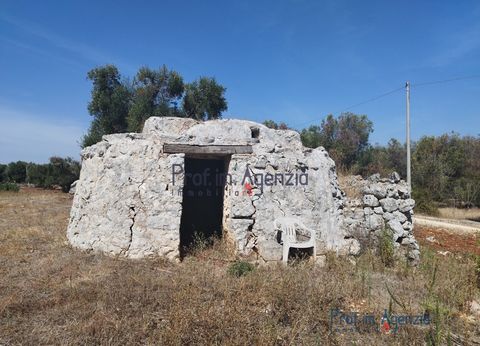 For sale lamia to be renovated with sea view land in the countryside of Carovigno, consisting of a single room. It is possible to build an extension of about 90 sqm, with veranda, pergola and a 40 sqm swimming pool. The land is cultivated with olive ...
