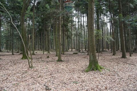KRYSTIAN STAŃCZYK Lead Agent Tel: +48   Location: Budzów Suski County Woj. Lesser poland voivodeship For sale 1 of 13 forest plots No. 1922/7, with an area of 0.850 ha. Forest between 30-50 years. Mainly pine, fir and larch. The plot is flat, with ac...