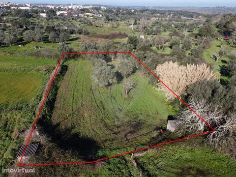Agricultural land with an area of 700m2 composed of olive groves of the 