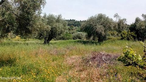 Rustic Land with total area of 1440m2 in Aranhas - Penamacor » It has two wells, with enough depth so that there is never a lack of water in the property. » It has olive and fig trees. » It is partially sealed. »It has access in excellent conditions ...