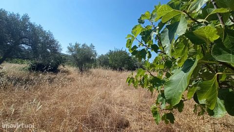 Rustic land with a total area of 5120m in the Village of Spiders, Penamacor. » It has a well with abundant water, olive trees, fig tree and vineyard. » It is completely walled and due to its location, it guarantees privacy and isolation. » It only al...