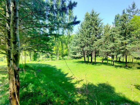 photo no. 19