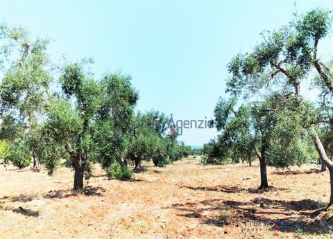 For sale beautiful land with sea view with approved project in the countryside of Carovigno, the 