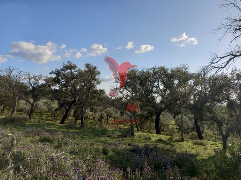   Predimed Jota Alandrol presents: Land 800 metres from Alandroal Village Soil with a lot of tree cultivation, Holm Oaks, Olive Trees and Sobreiros       Features: - SwimmingPool