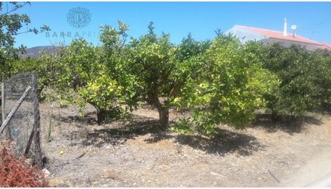 Tierra en una zona donde reina la bonanza en Bela Salema, Conceição de Faro en el Algarve. La propiedad tiene una superficie total de 3.960m2, de suelo que dispone totalmente de varios árboles frutales, como naranjos y limoneros. Se inserta en un esp...