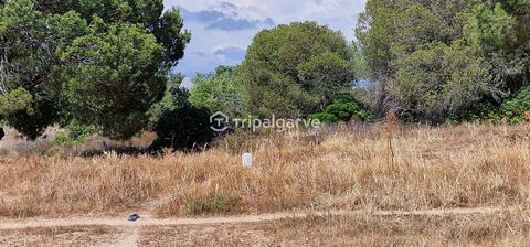 In un ambiente tipico dell'Algarve, tra i pini e le spiagge, questa terra è un'opportunità unica per costruire la villa dei tuoi sogni! Situato in una posizione tranquilla e centrale, con facile accesso a tutti i servizi e soprattutto a 1400 metri da...