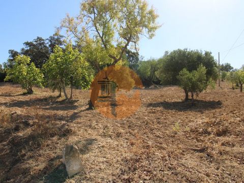 Excellent Rustic Land with stunning views over the mountains, in a very quiet area. It is fully plowed and consists of 2 contiguous plots. With electricity and mains water. Ideal for an agricultural project with tree culture where you can enjoy extra...