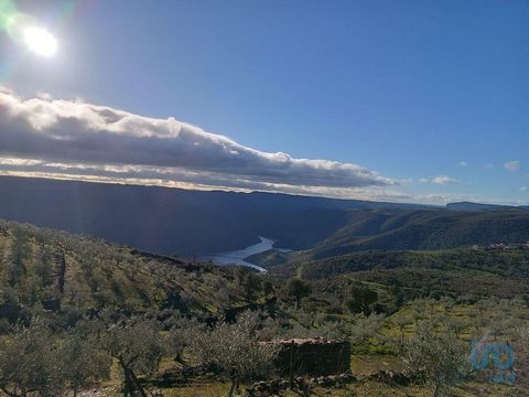 Terreno com 9.980 m2, situado a 1km de Mazouco com vista panorâmica para o rio Douro e para a aldeia. Com varias arvores de fruto, 300 oliveiras e 1.000 videiras das quais 550 com beneficio, circulação fácil de viaturas, casa em pedra com possibilida...